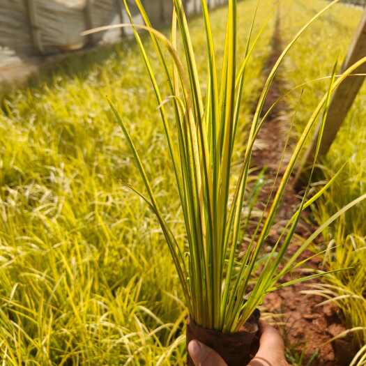 宜良县小杯金线菖蒲袋苗，