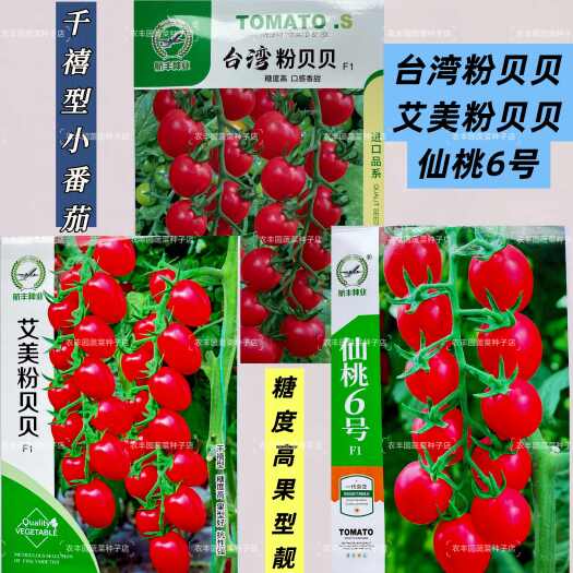 沭阳县艾美粉贝贝小番茄种子糖度高果型好千禧种抗性高粉色樱桃番茄种子