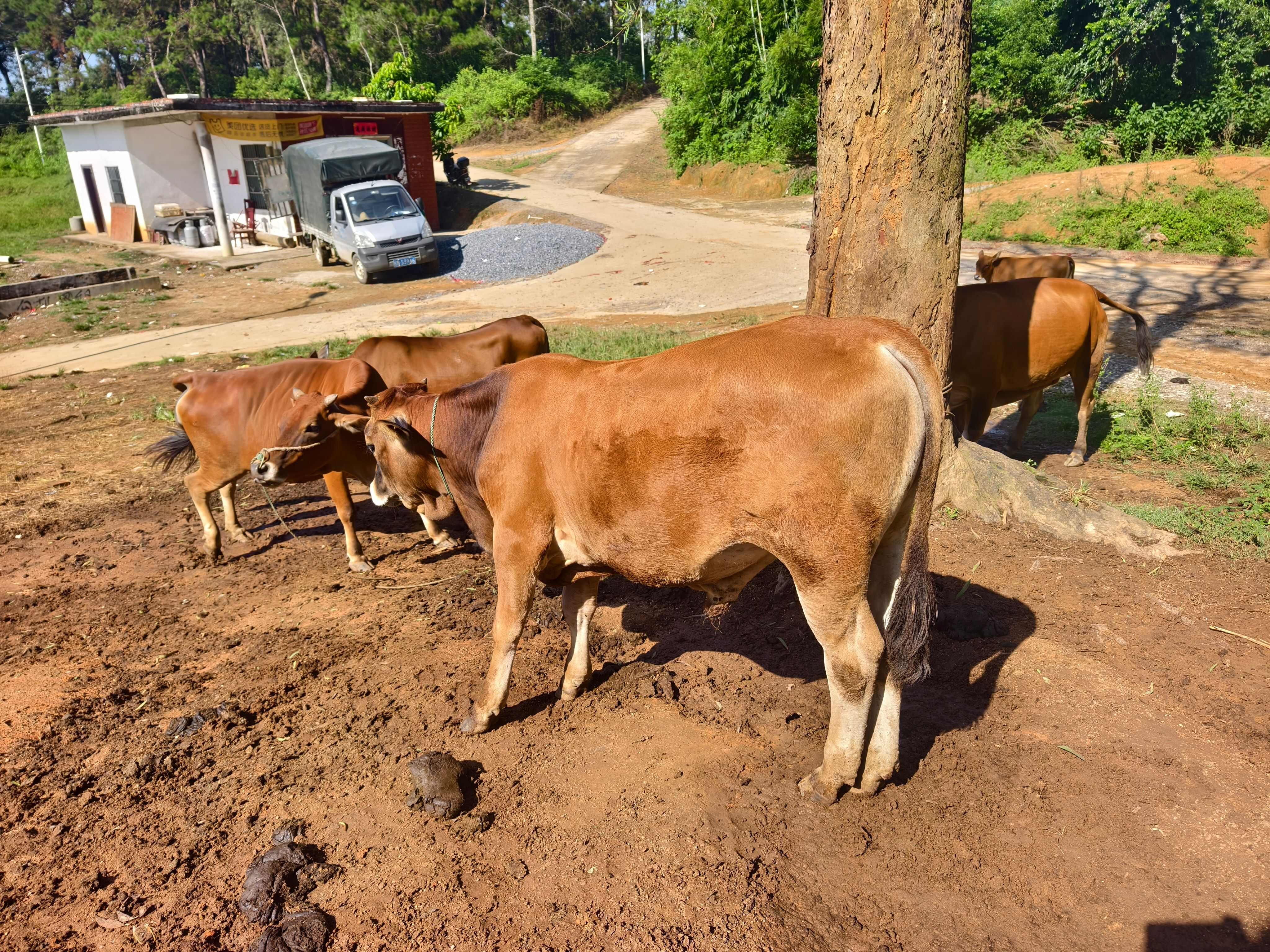 土黄牛，放羊山地牛，母子套牛，价格合适洽谈