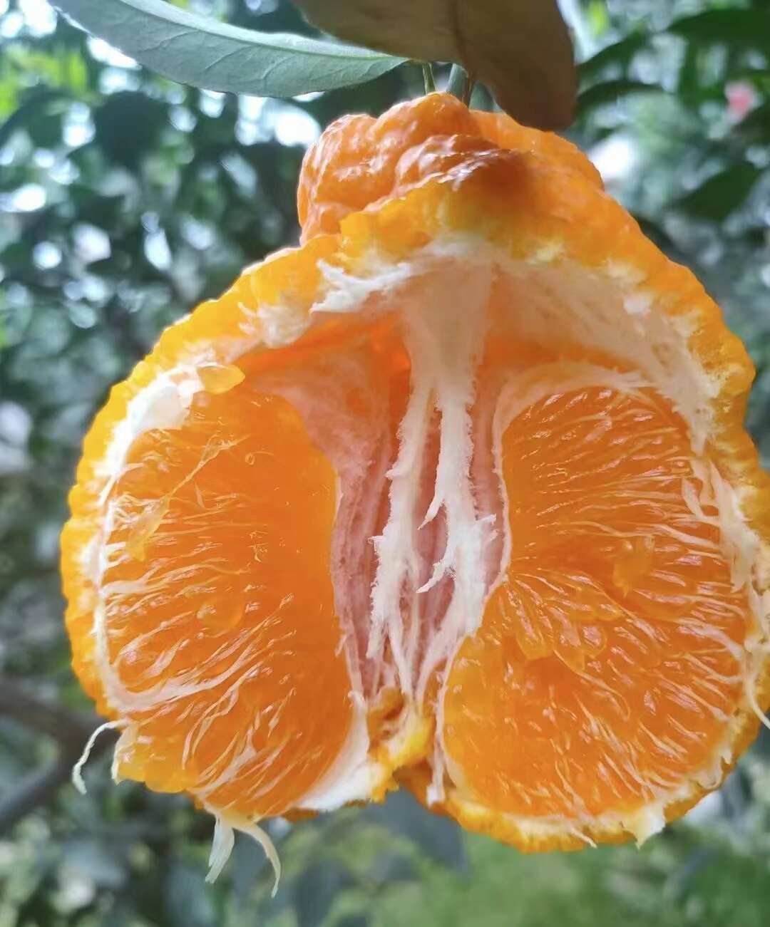 不知火好吃不上火，产地直接发货。