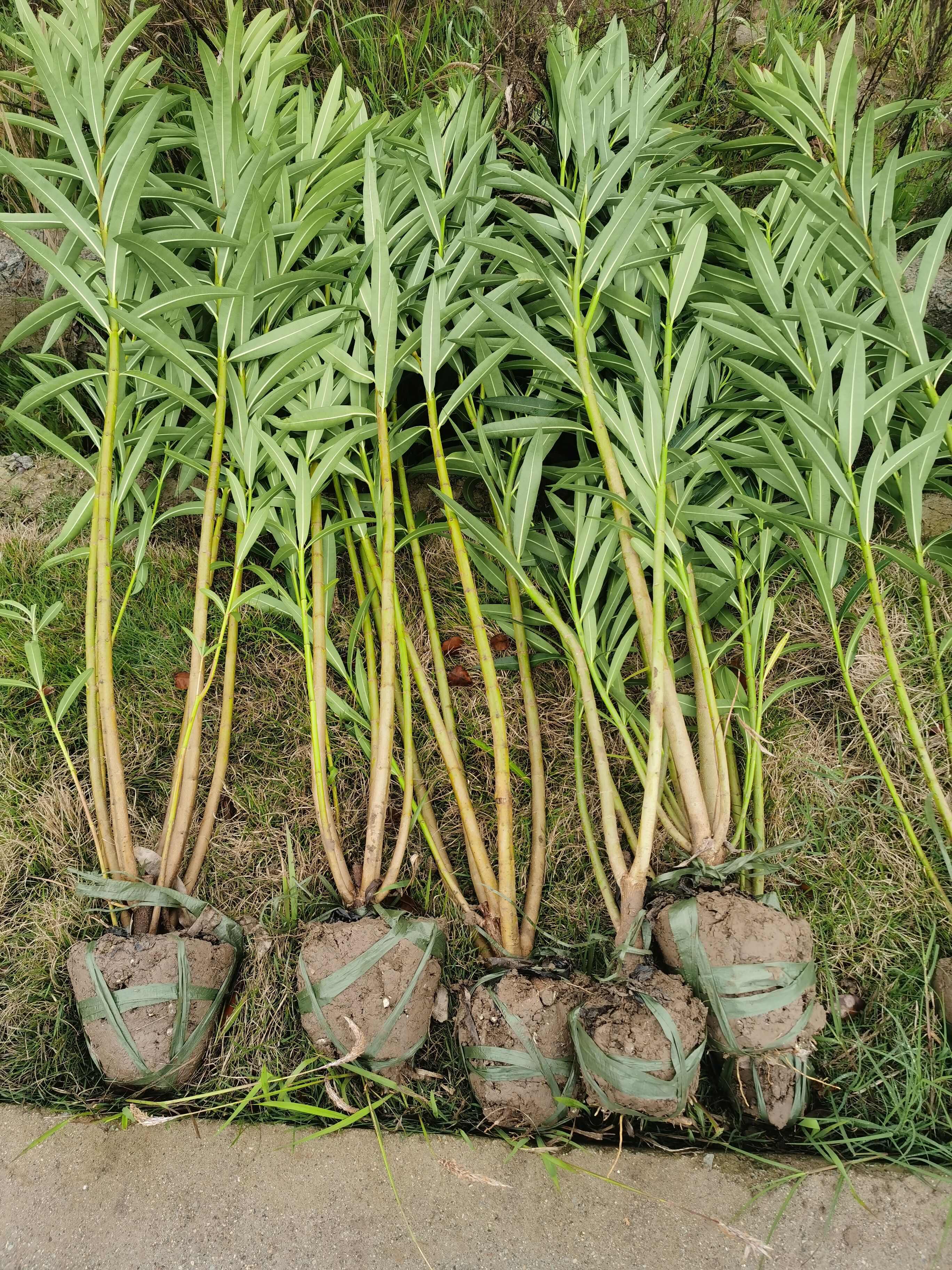 夹竹桃，高度1.5米，3—5分枝，丛生苗