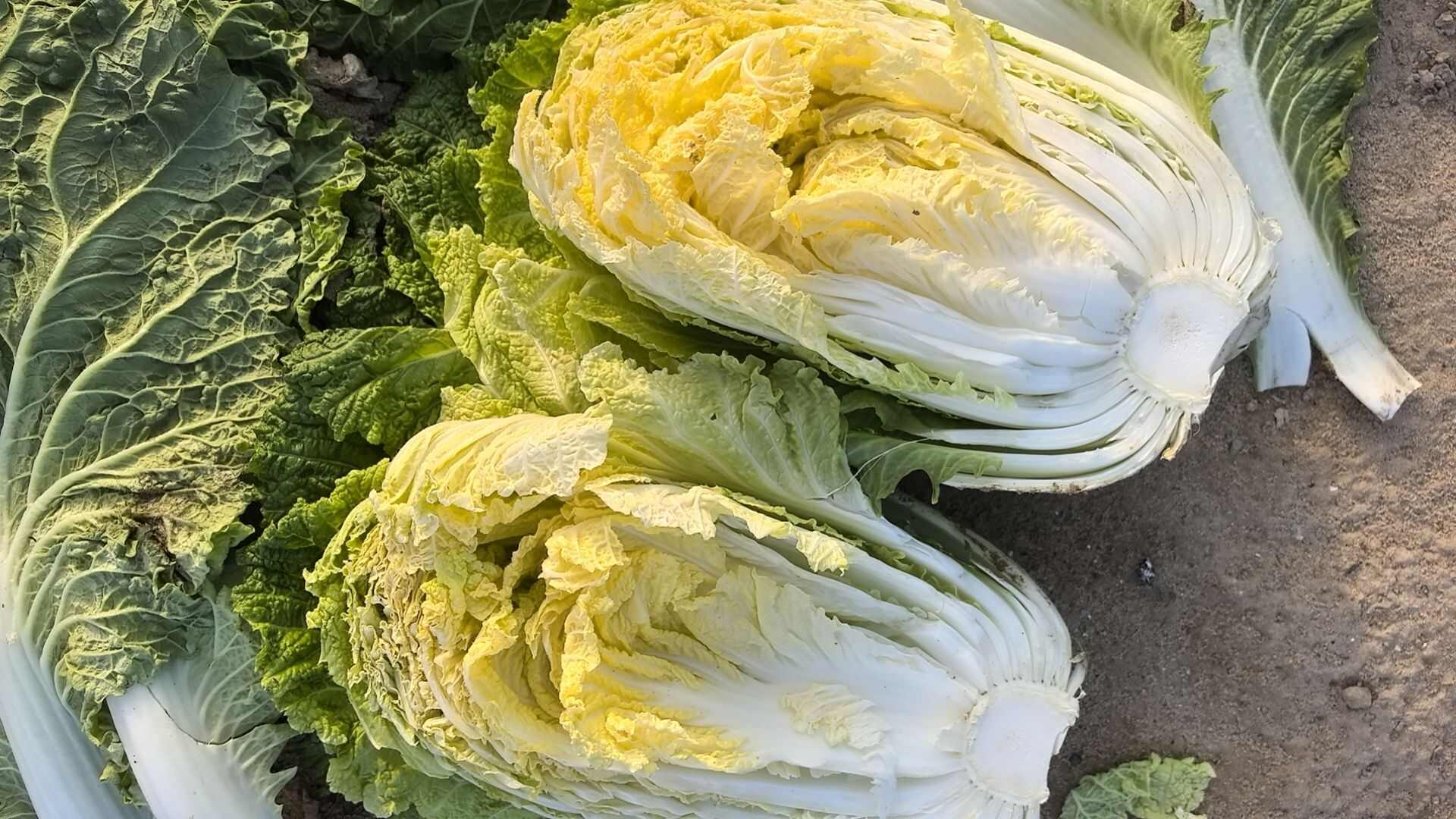 宁夏产地义合秋，大颗567，物美价廉，无虫无蜜，质量保证