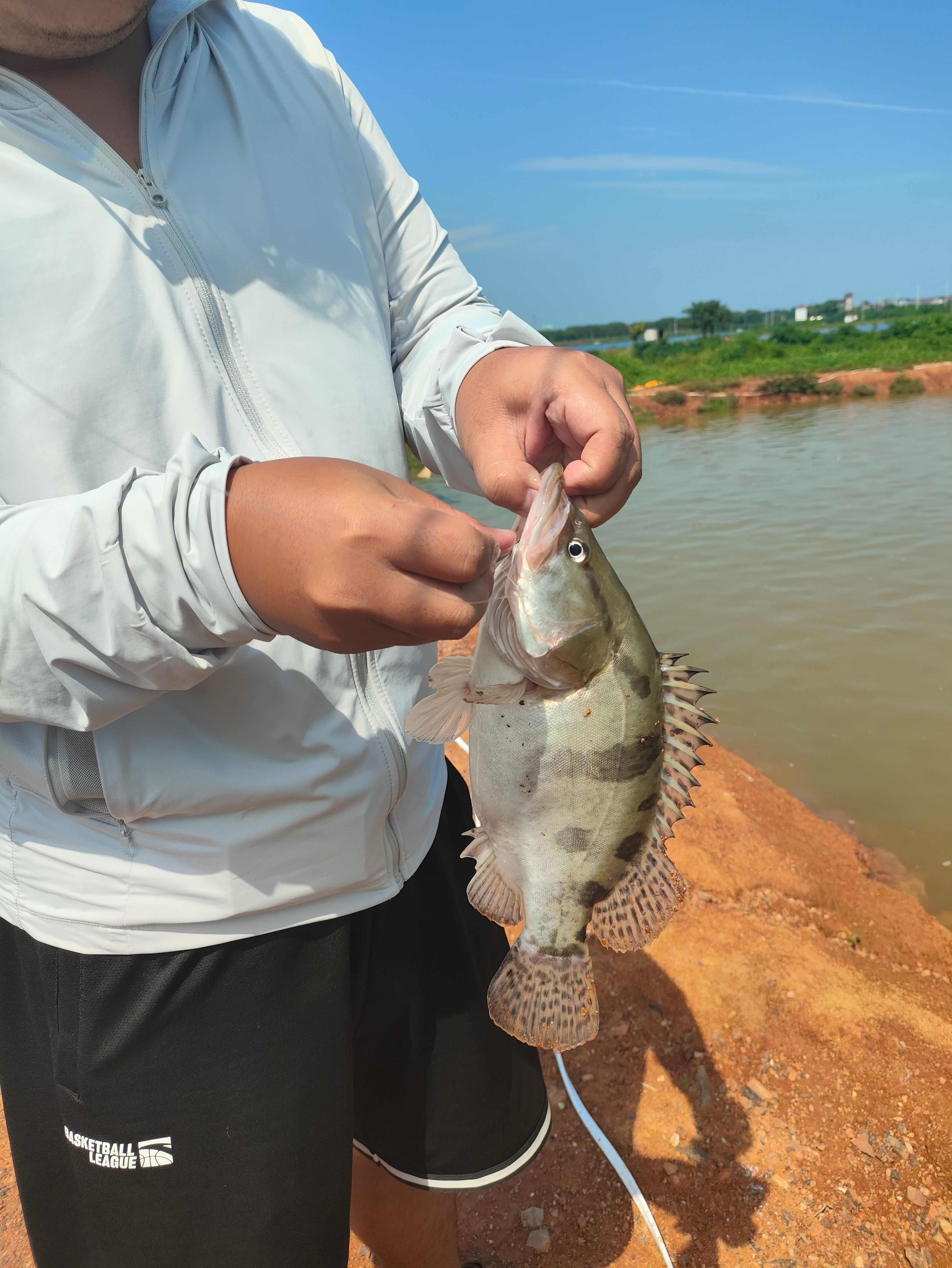 湖北武夏（蔡甸，黄陂）桂鱼鲜活水产批发