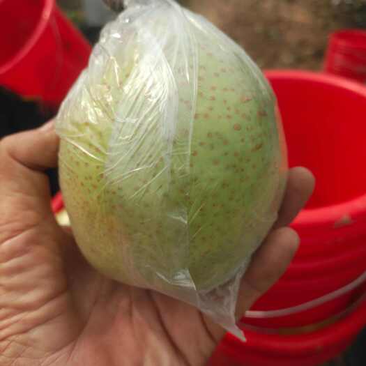 阳信县阳信鸭梨