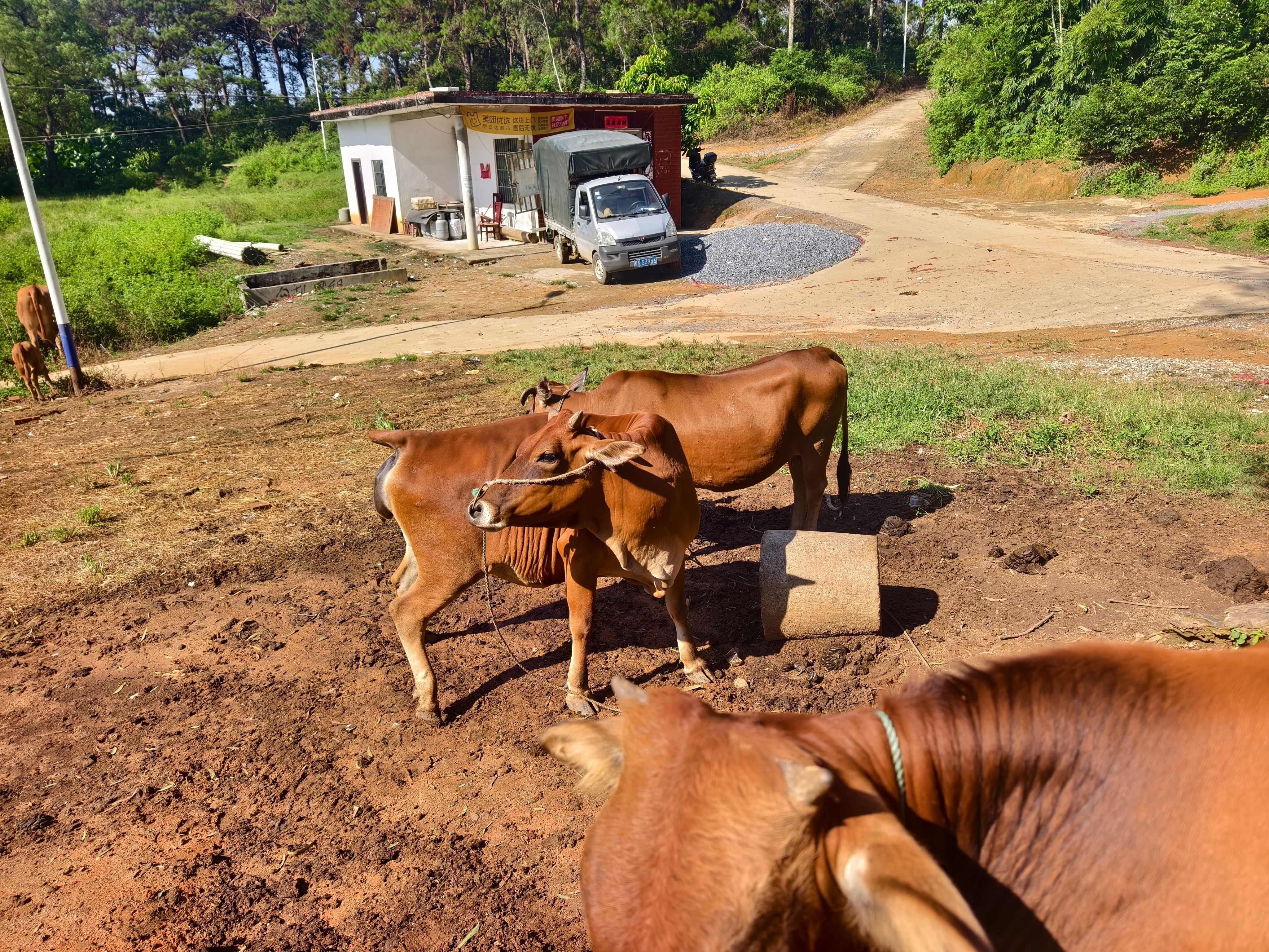 土黄牛，放羊山地牛，母子套牛，价格合适洽谈