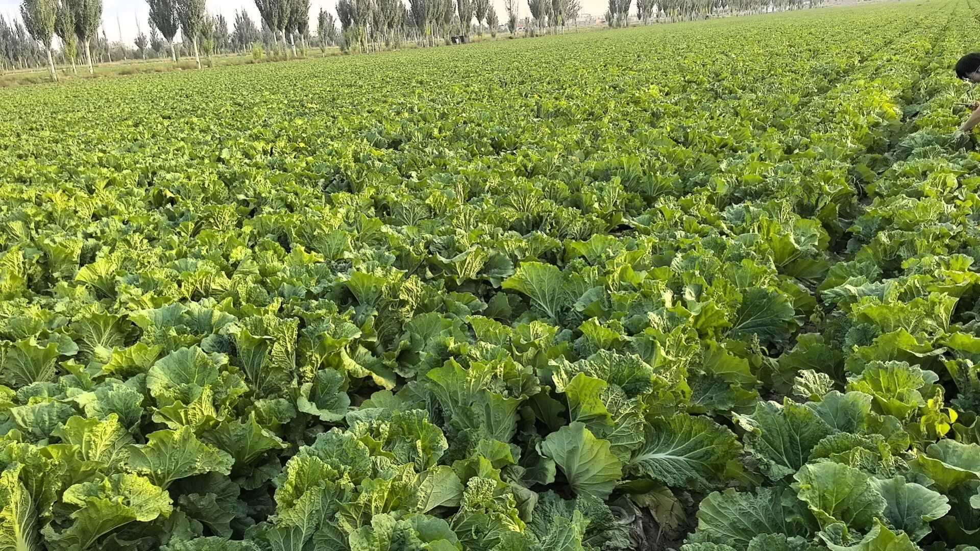 宁夏产地义合秋，大颗567，物美价廉，无虫无蜜，质量保证