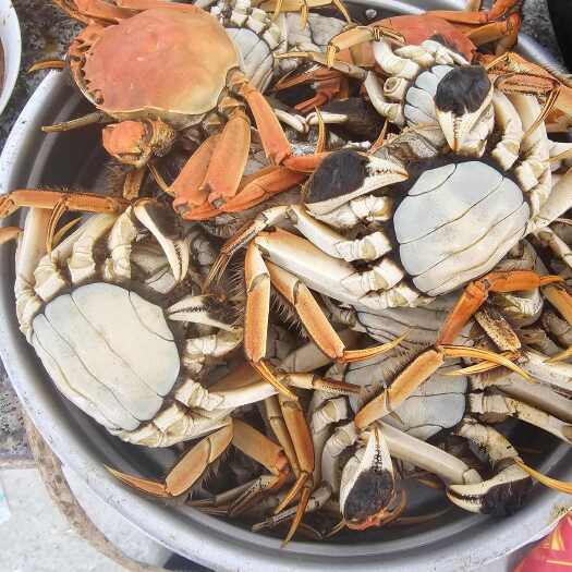 唐山这里是河北唐山丰南区螃蟹节前福利来喽