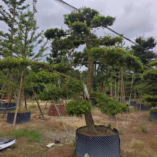 漳州杜松造型树  庭院盆景  高度3米到8米