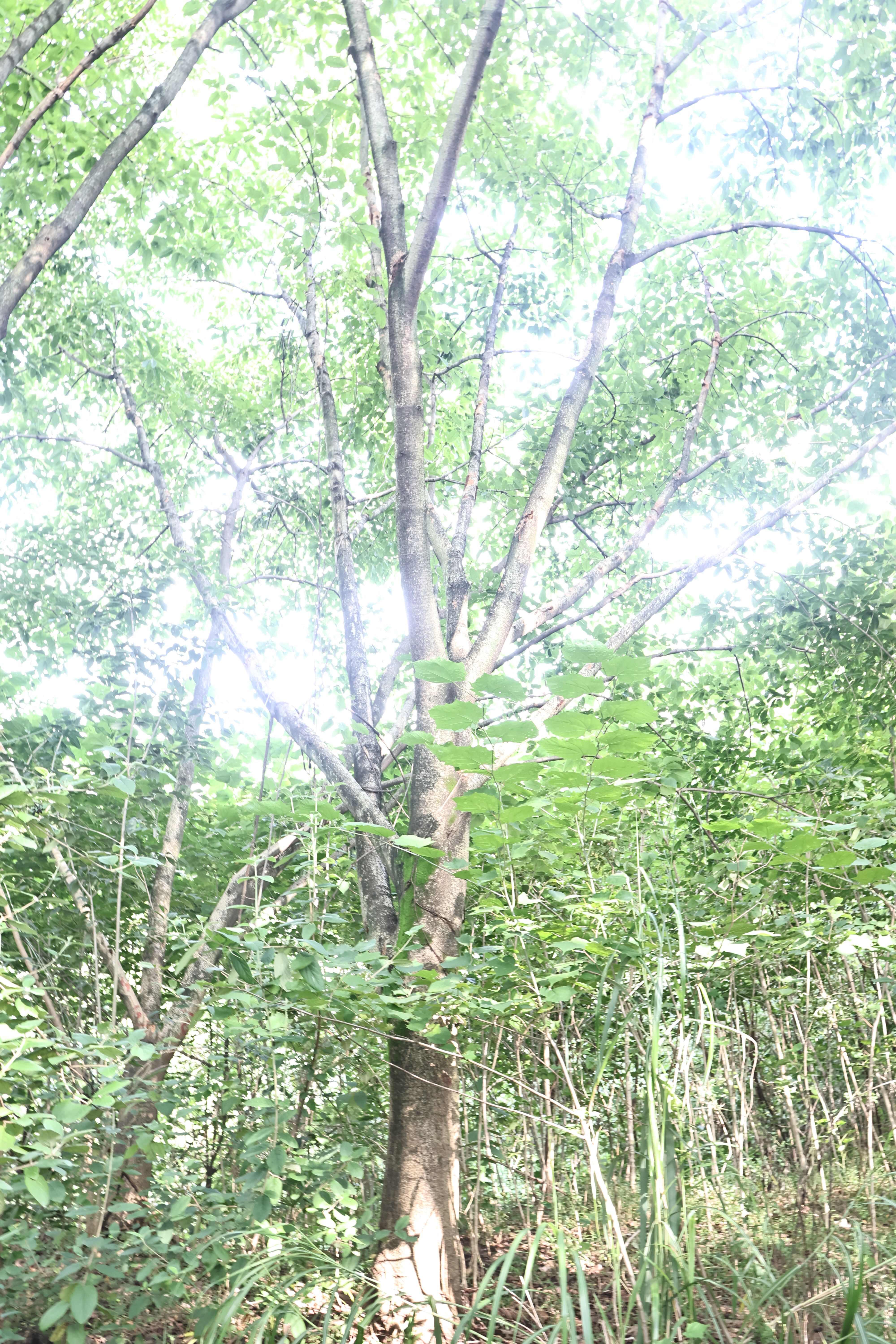 黄葛树 黄桷树 20-70cm各种规格。