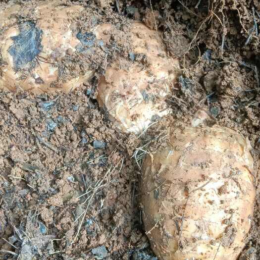 赫章县贵州赫章产地乌天麻中药材