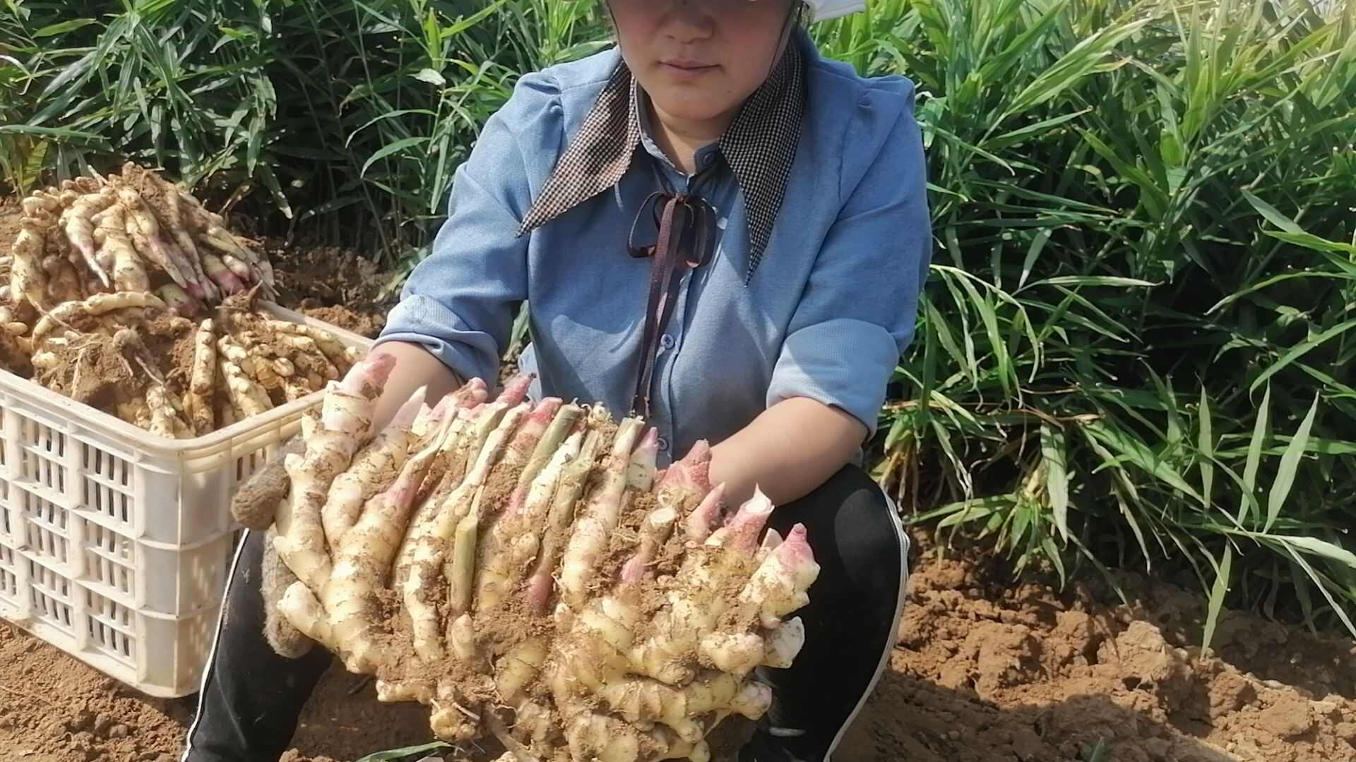 沂蒙山窖藏小黄姜，色泽黄靓，胖度饱满，货优价廉