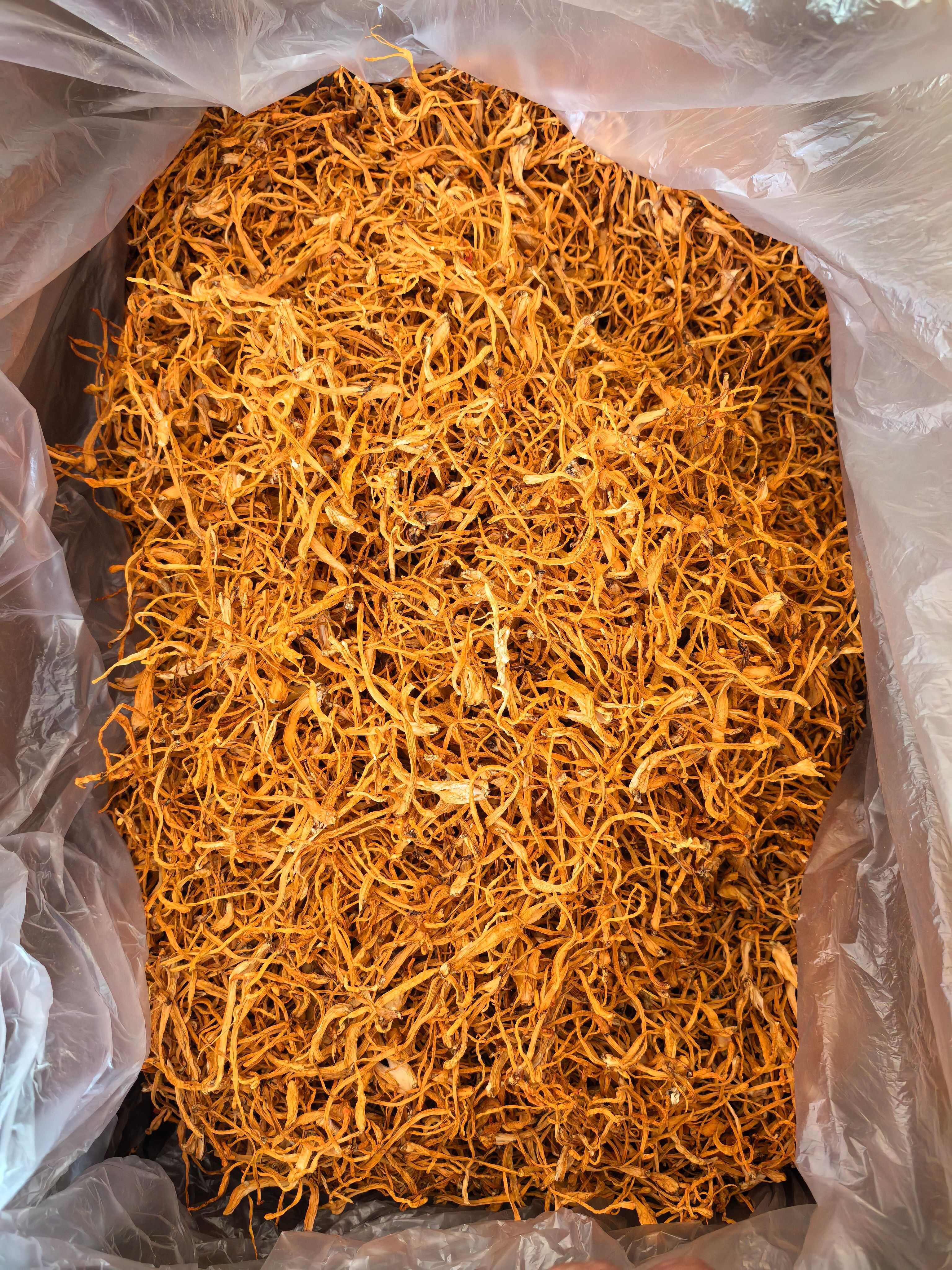 天然无硫虫草花大量批发一手货源量大更优全国发货