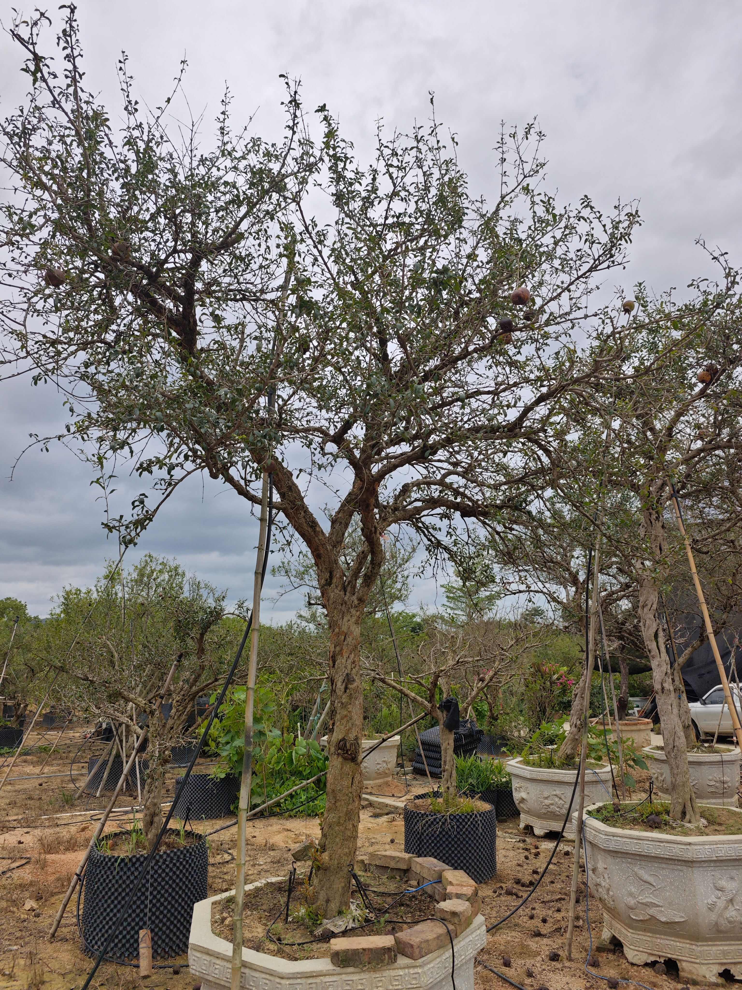 造型石榴树高度2.5米到4米  老桩造型 庭院园林