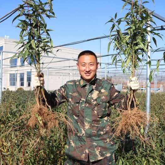 蒙阴县抗重茬砧木桃苗：抗再植障碍、抗土壤根结线虫、耐旱性强、长势旺