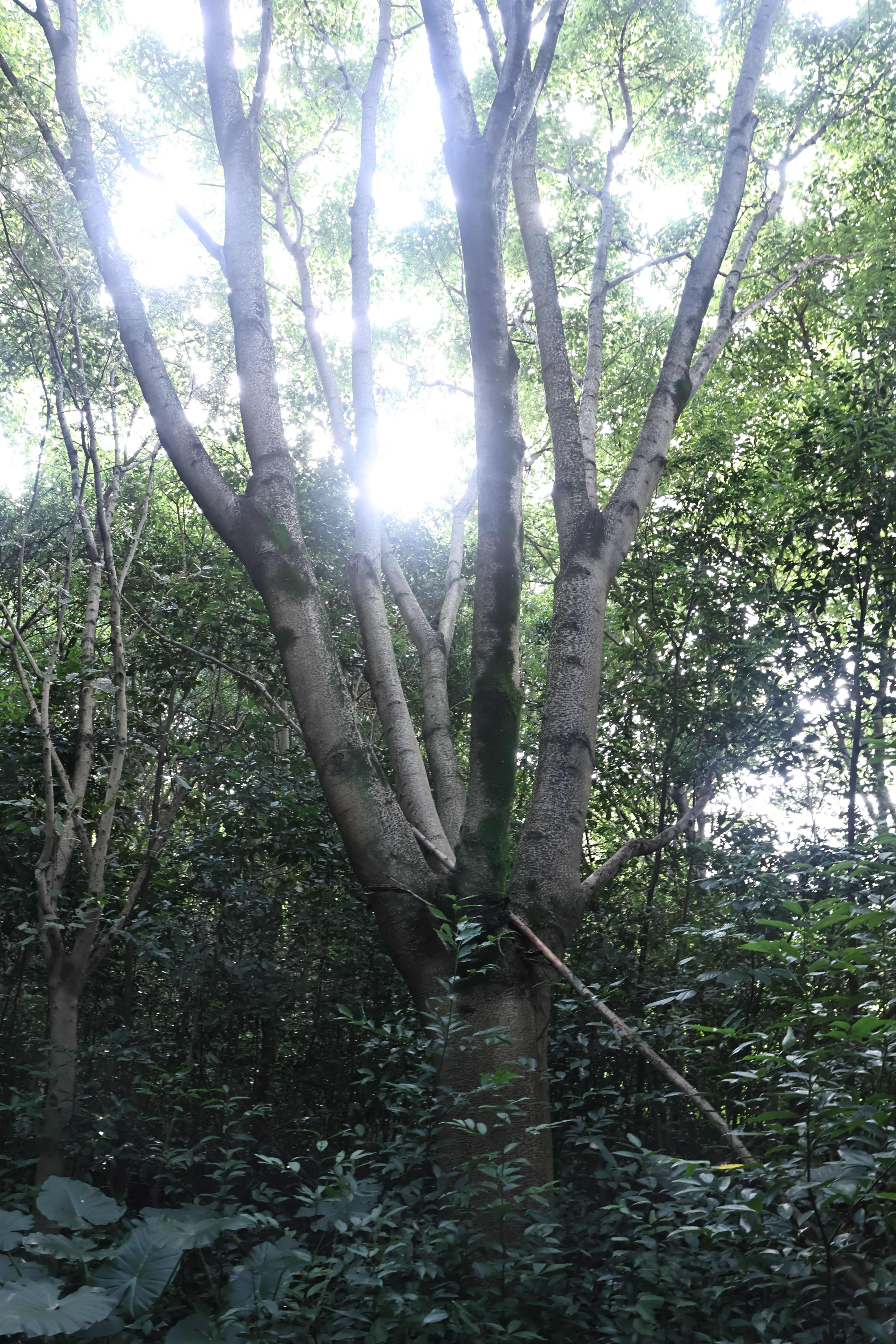 黄葛树 黄桷树 20-70cm各种规格。