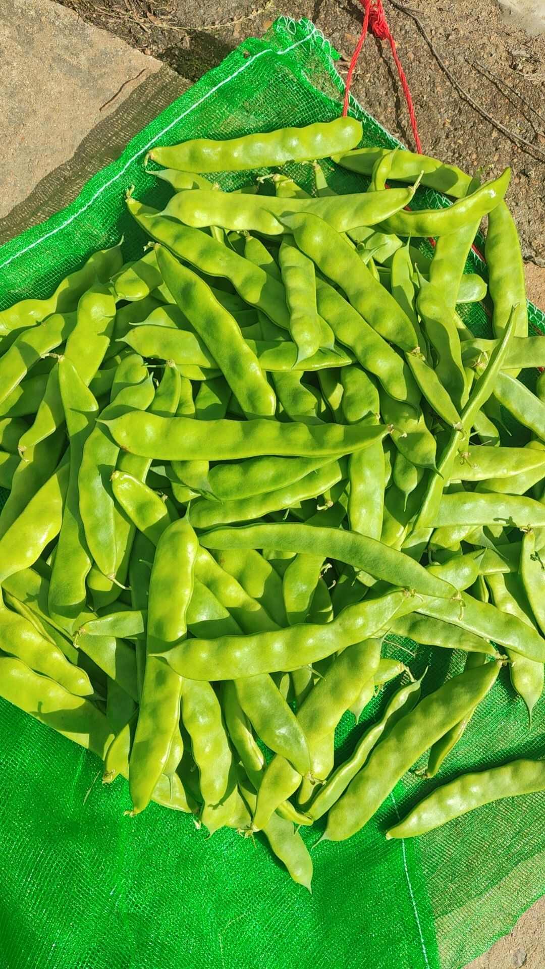 油豆角