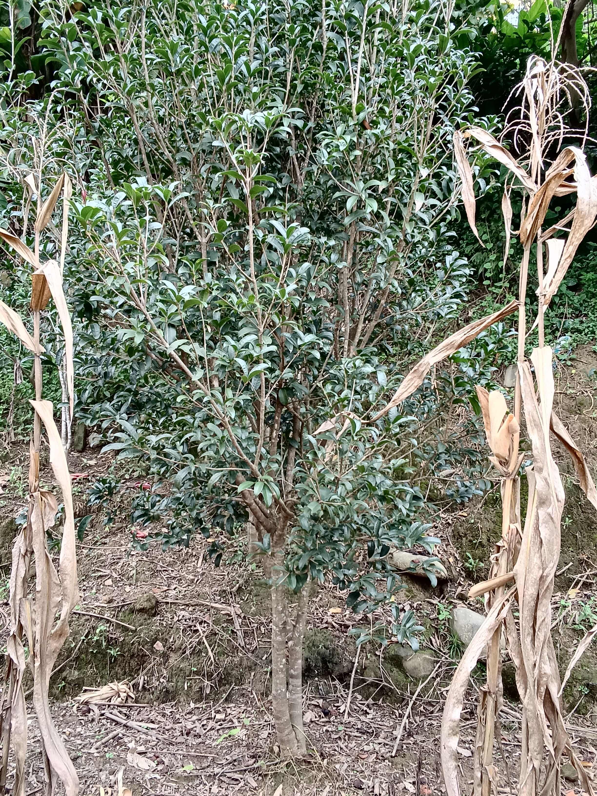 桂花树