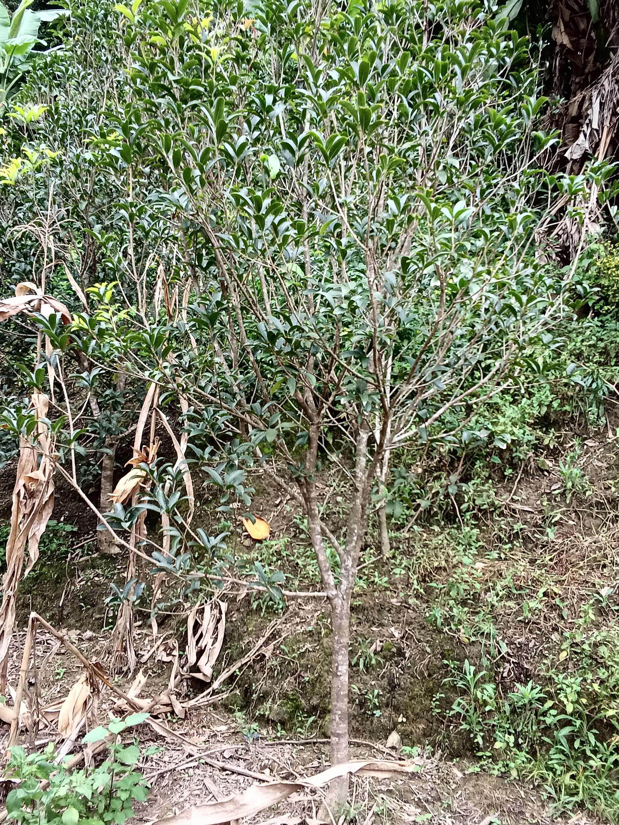 桂花树