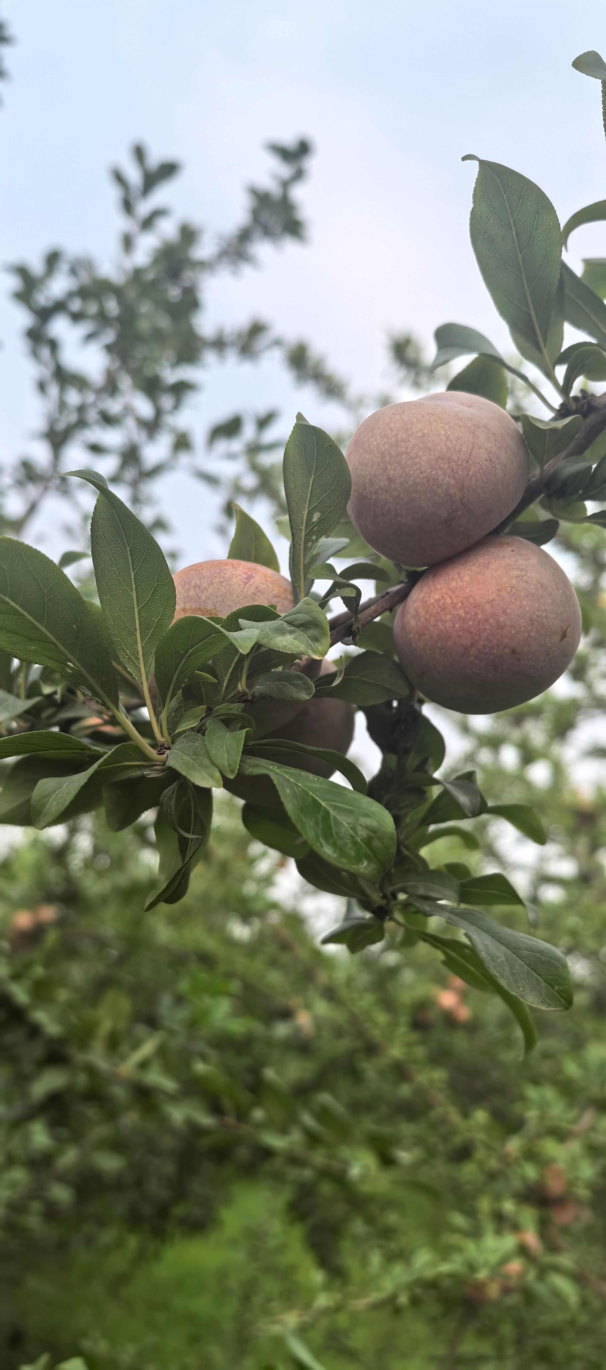 恐龙蛋新疆恐龙蛋新疆恐龙蛋李子杏李红皮红壤酸甜可口