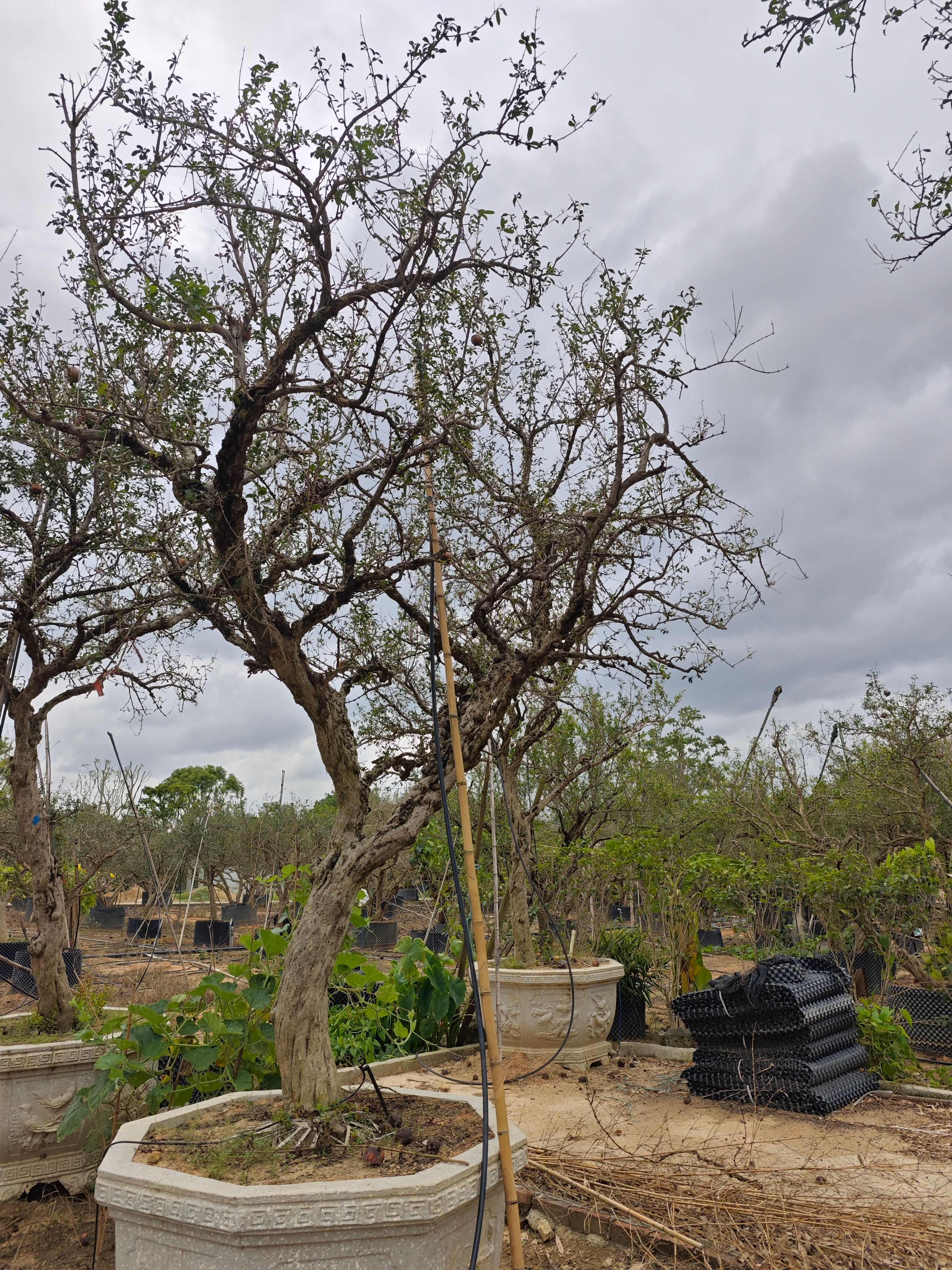 造型石榴树高度2.5米到4米  老桩造型 庭院园林