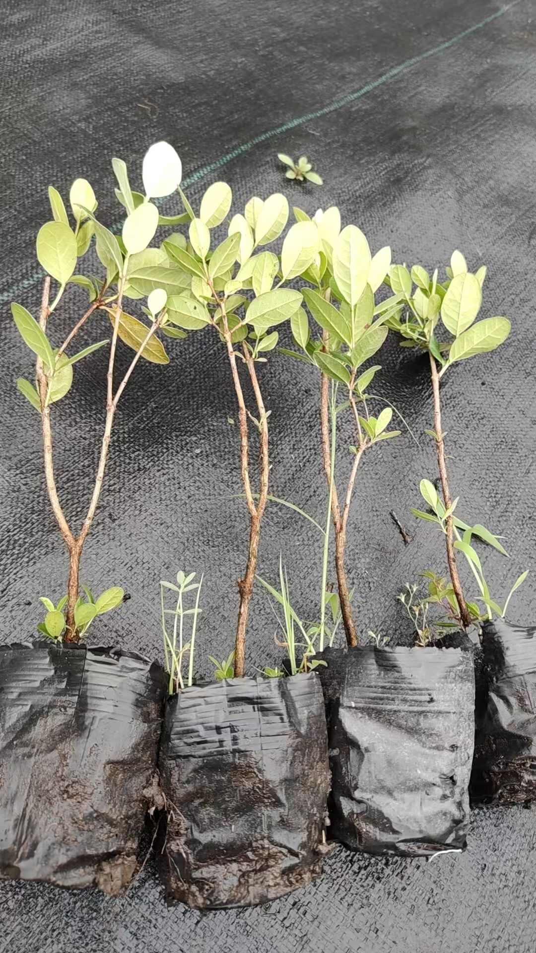 菲油果苗