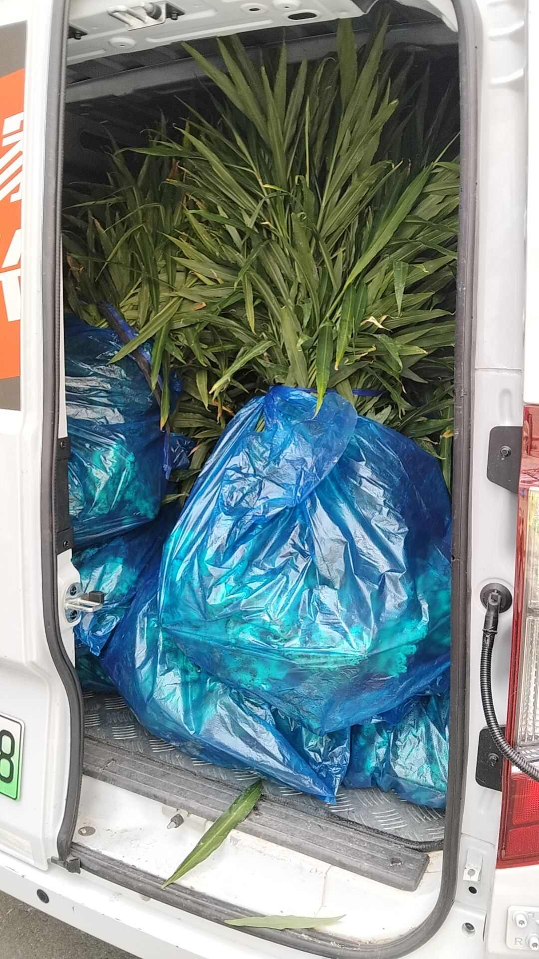 磐安高山嫩姜红爪姜水洗姜泥姜大量上市