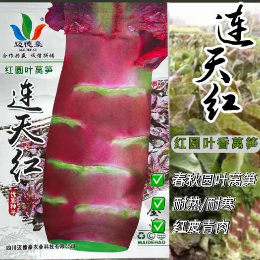 沭阳县连天红莴笋种子红皮红叶莴笋红莴苣种子耐热耐寒春秋香莴笋种子
