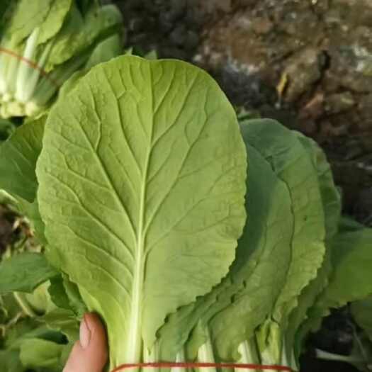 靖江市扎把白菜-小白菜-扎把小白菜产地直发