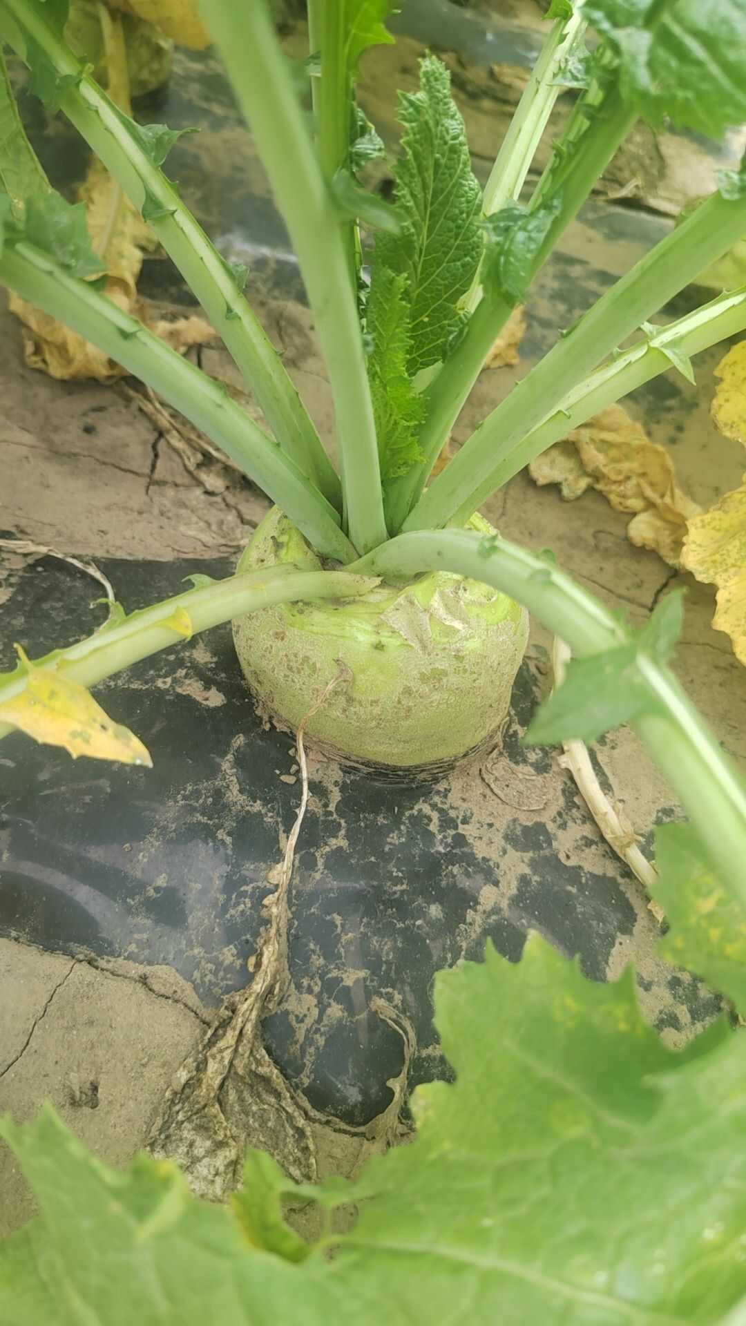 赤峰松山区出售芥菜旮瘩，光头芥菜