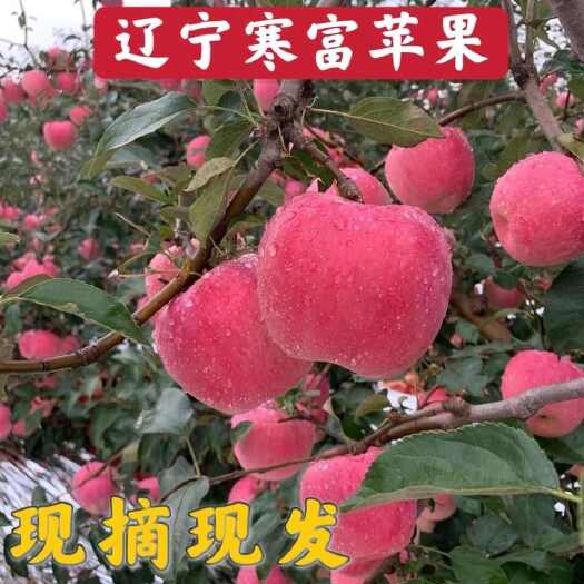 北镇市辽宁北镇寒富苹果 新鲜采摘 果园直发