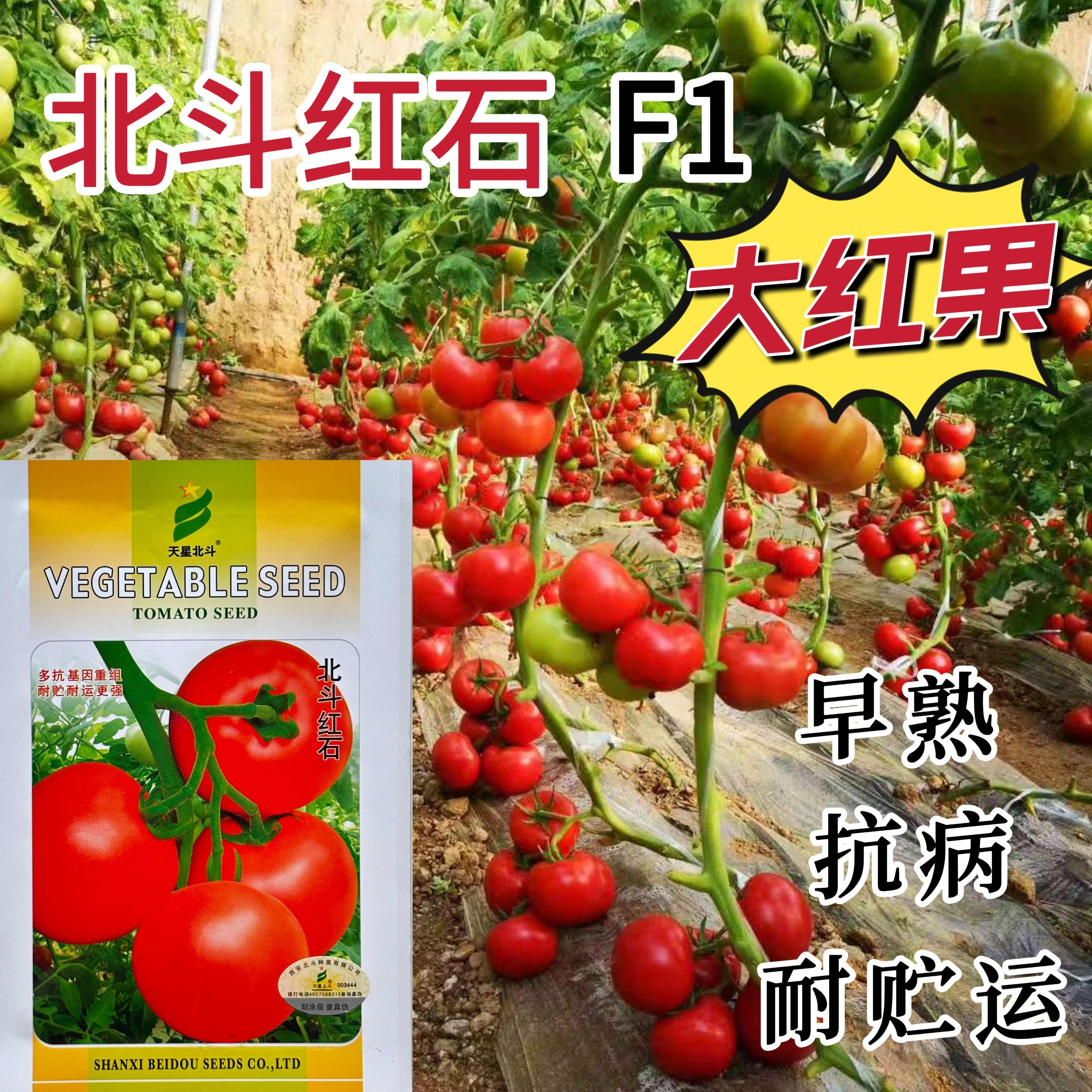 天星北斗09粉红番茄种子大果型早中熟高产抗病硬果厚肉西红柿籽