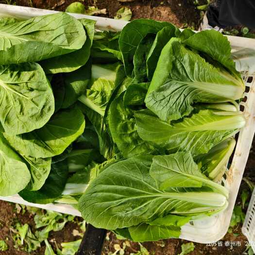 靖江市毛白菜-小白菜-撒装白菜
