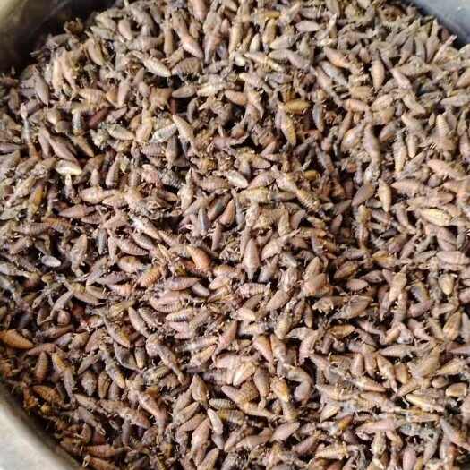 儋州市金沙牛（蚁狮）你健康的选择……
原药品需要来谈活体干货都可以