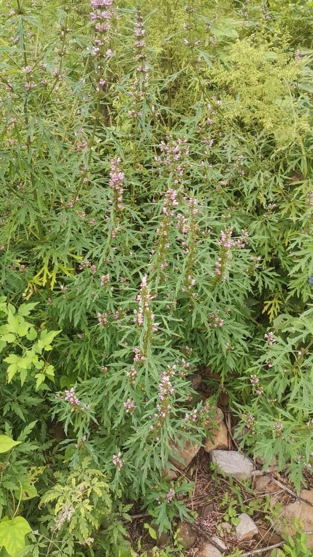益母草，