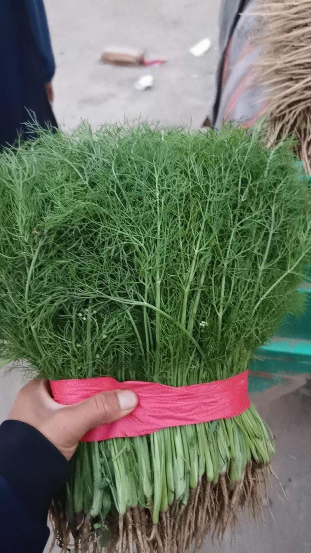 茴香苗，油麦，菠菜，生菜，意大利生菜等等各种蔬菜大量有货