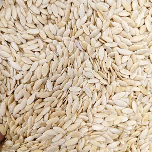 安国市黄瓜籽 精选优质黄瓜籽 批发零售 量大从优