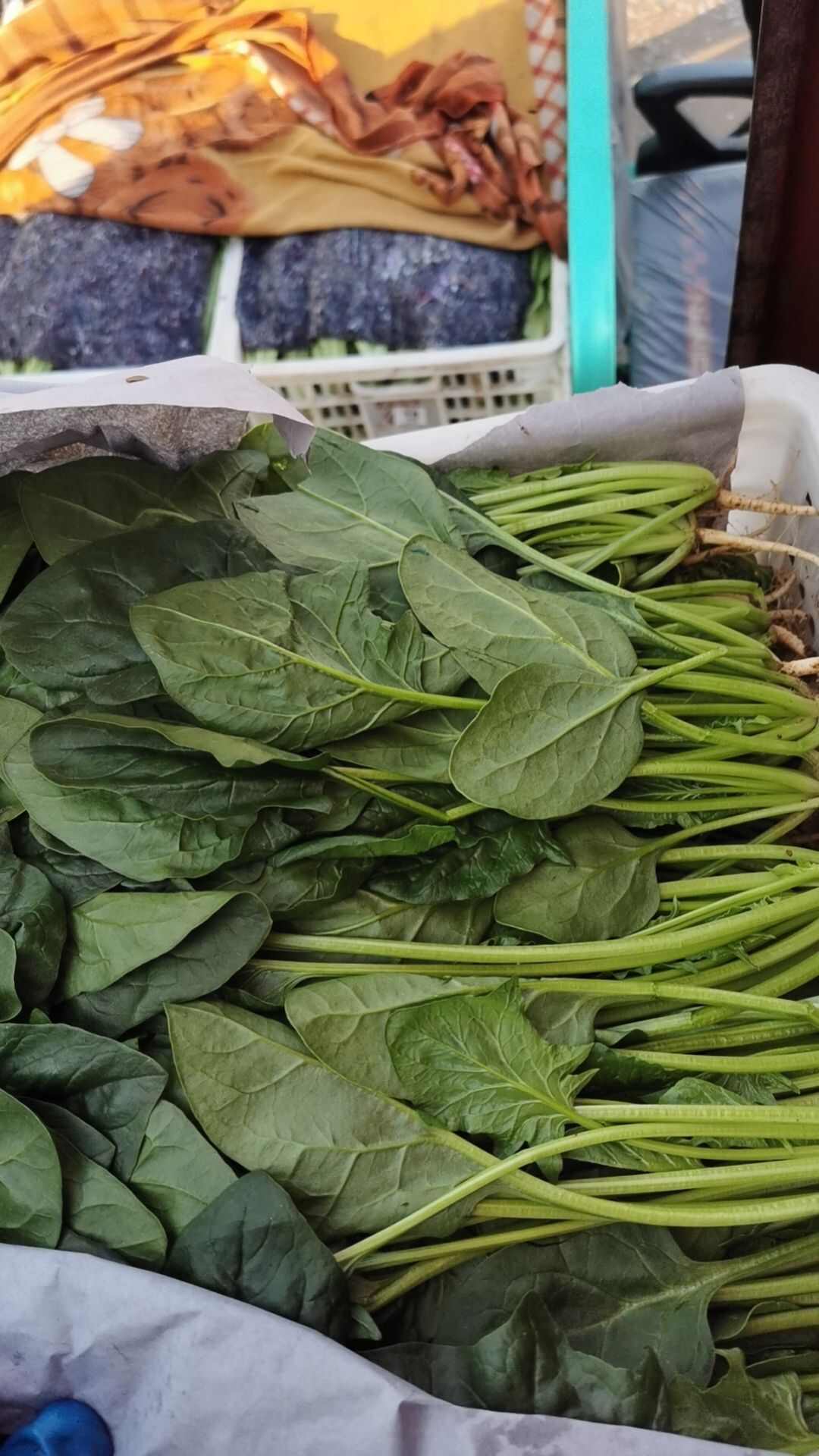 茴香苗，油麦，菠菜，生菜，意大利生菜等等各种蔬菜大量有货