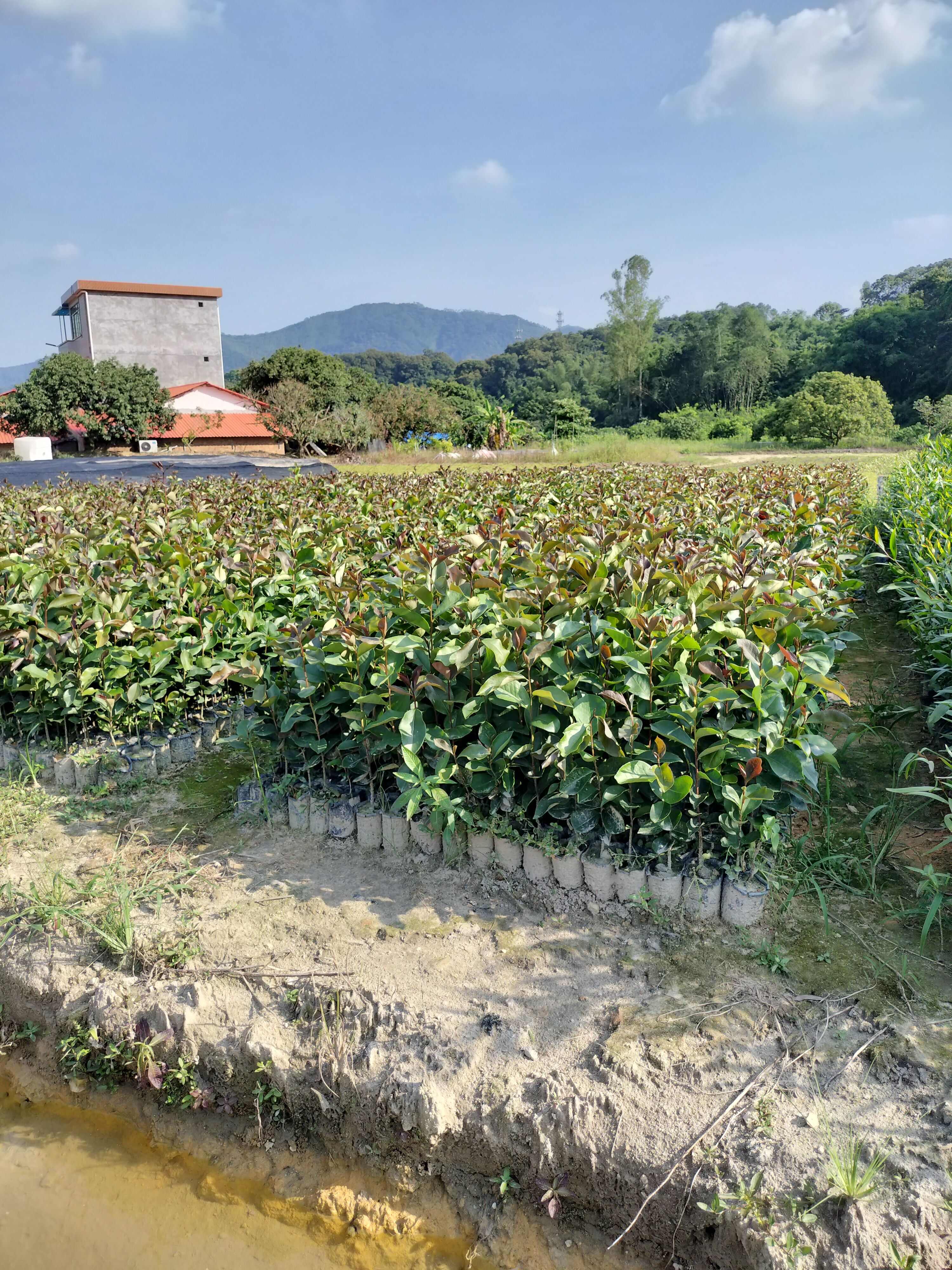 茶树苗