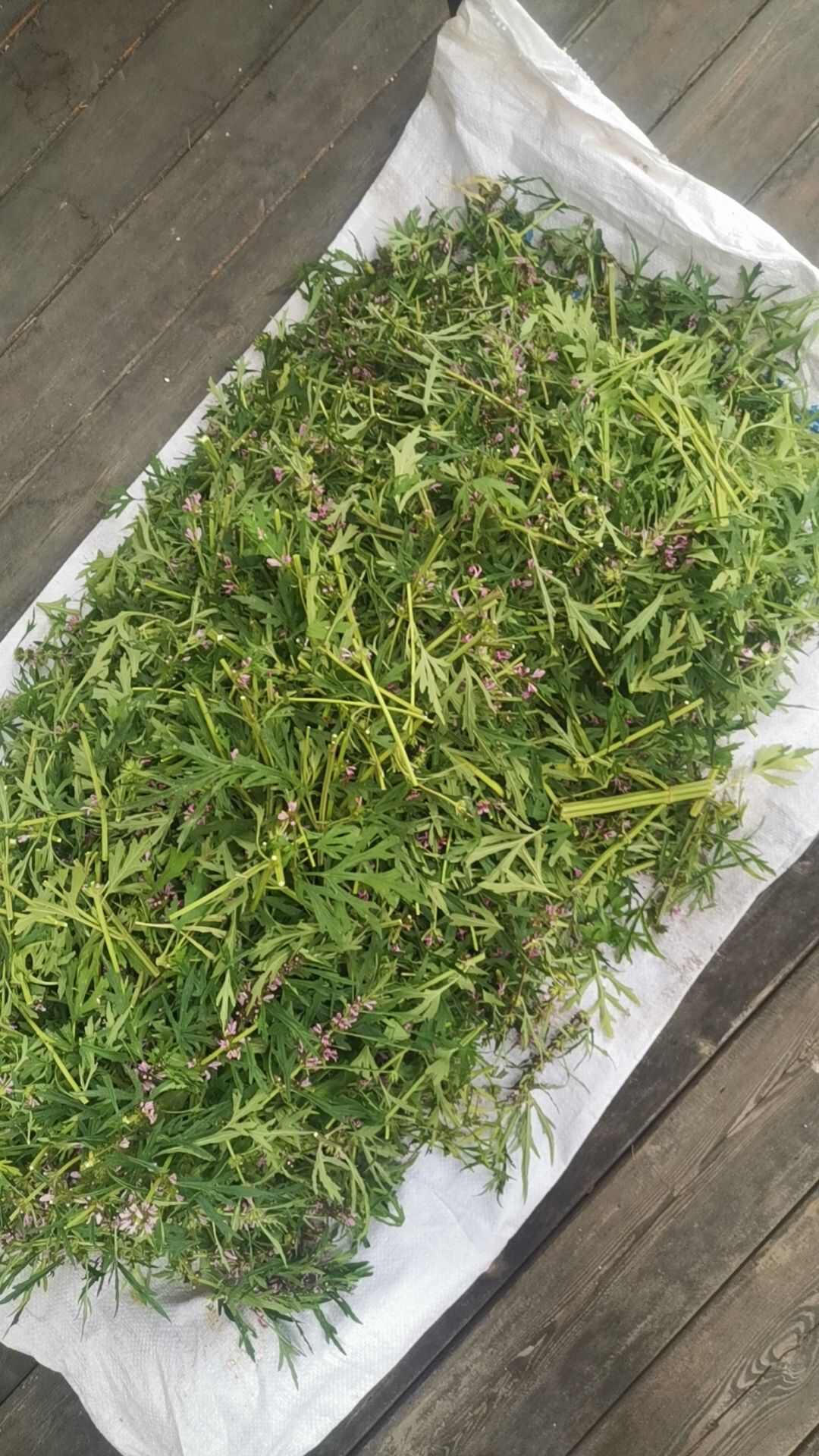 益母草，