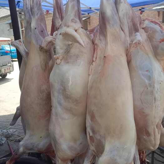 菏泽白条羊 羊排  羊腿   羊白条  羊内腰腰  羊外腰