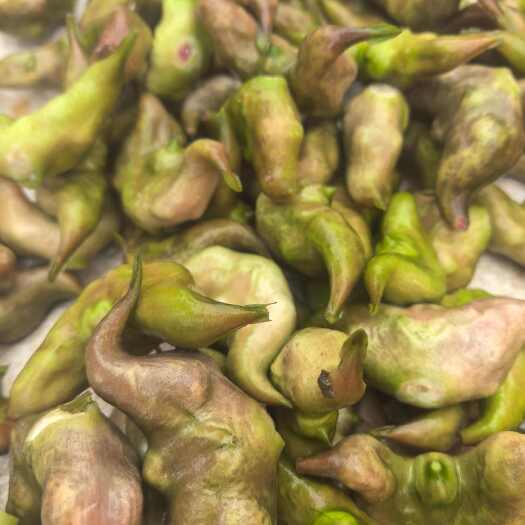 枣阳市新鲜菱角