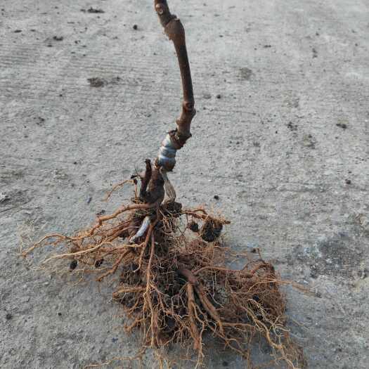 西安徐香猕猴桃苗，翠香猕猴桃苗