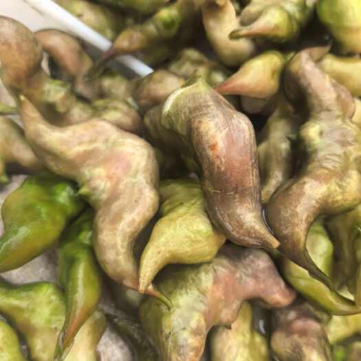 枣阳市新鲜菱角