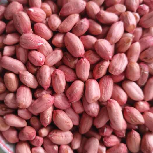 杞县自家花生25年大量上市 河南春花生早熟花生花生米