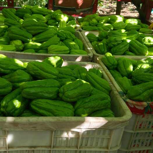 临朐县高山绿色佛手瓜