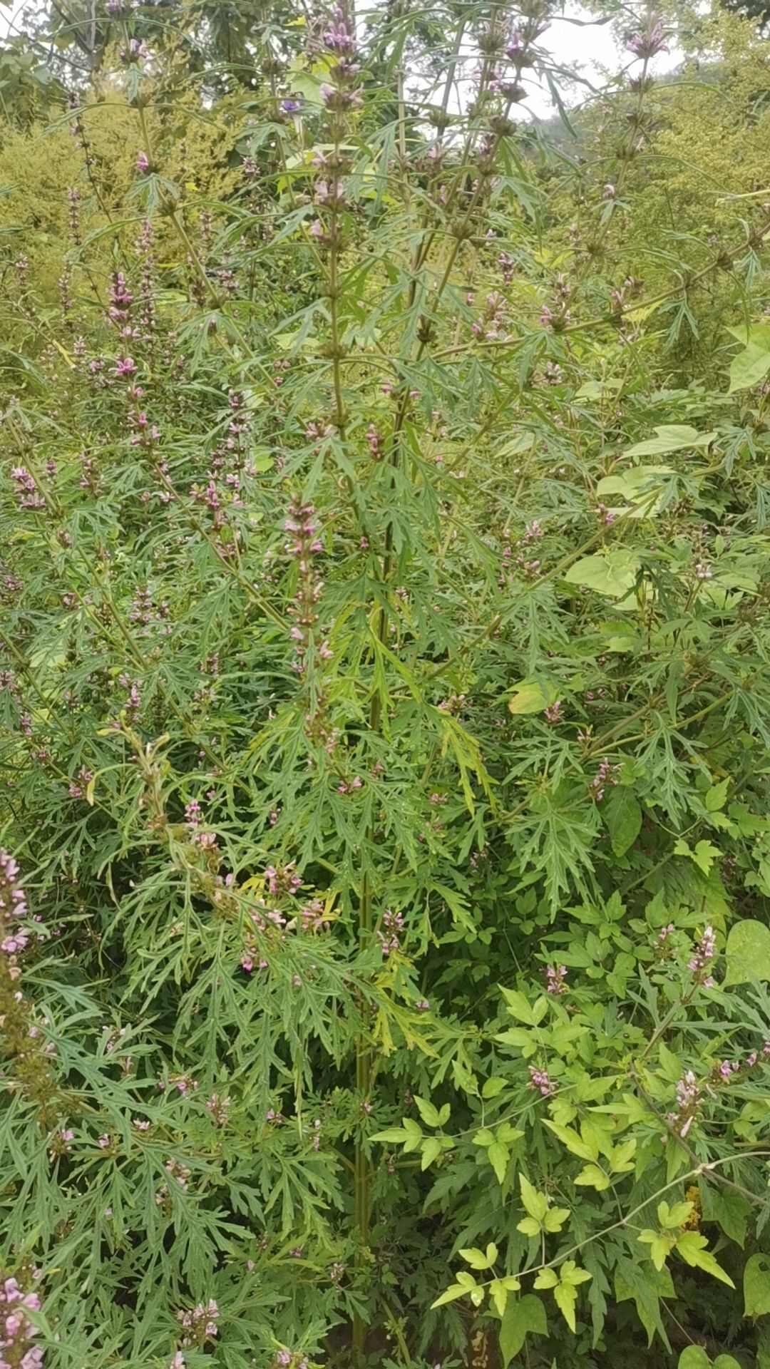 益母草，