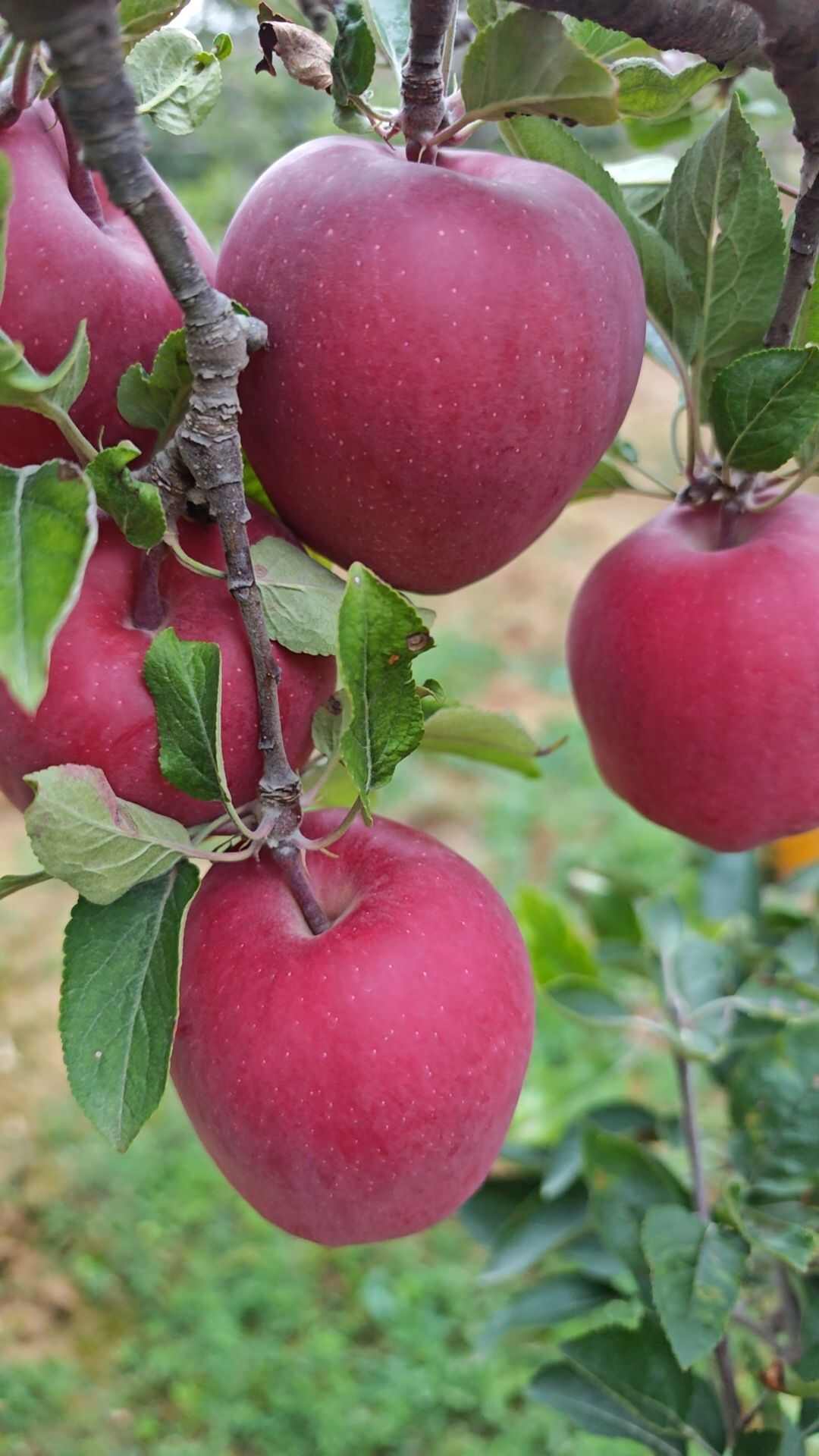 苹果，甘肃天水红苹果