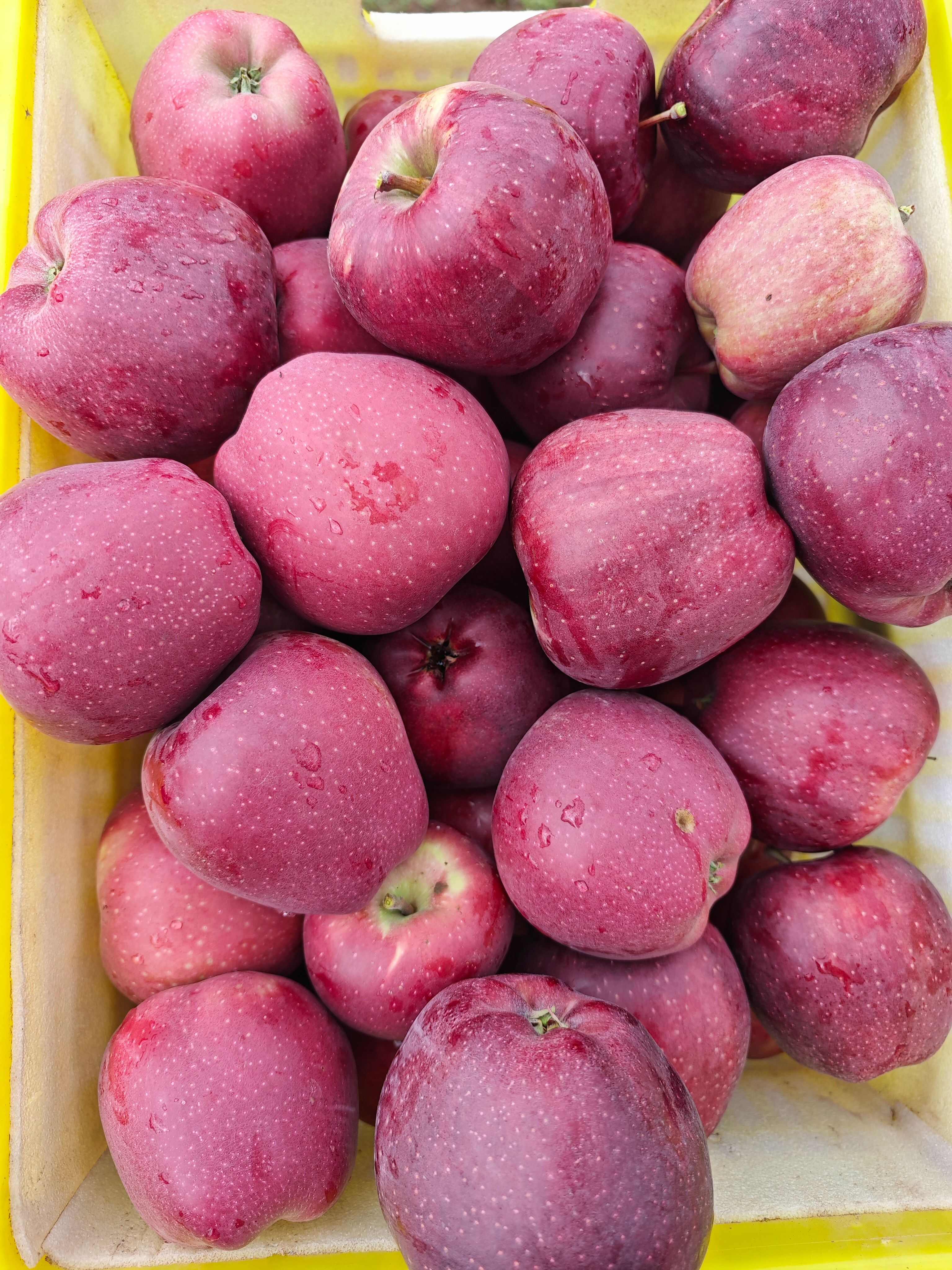 苹果，甘肃天水红苹果