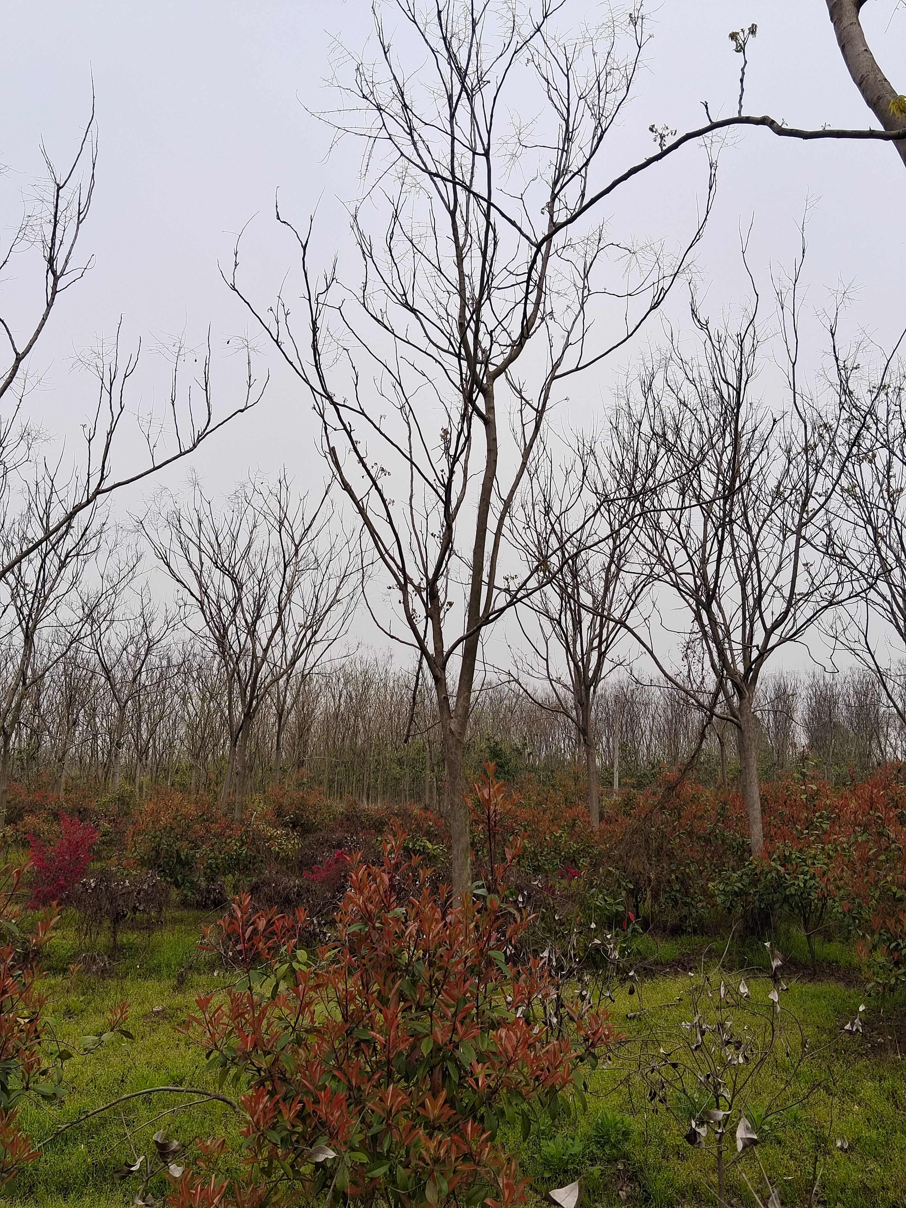 栾树、黄山栾树米径5一15公分的有现货供应！