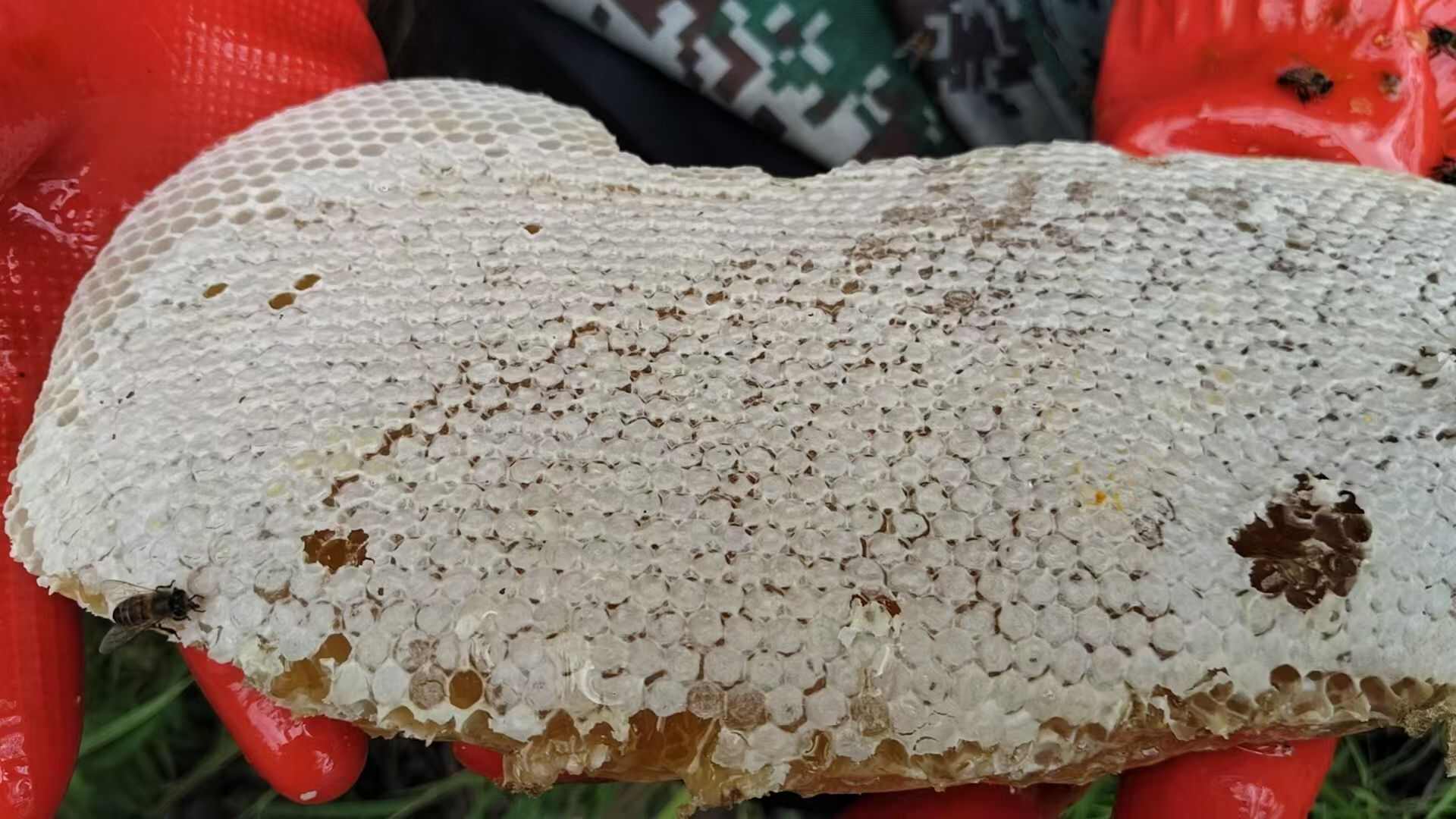 云南高山土蜂蜜